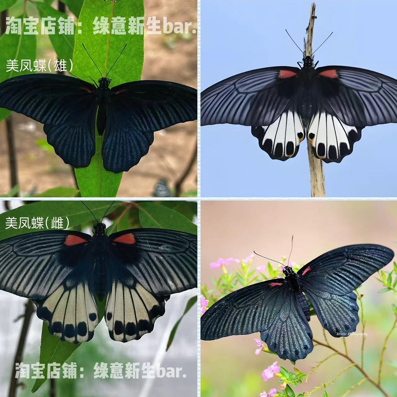 나비 다양한 나비 번데기 살아있는 나비 번데기 부화 부모와 자식 관찰 대중 과학 연구 선물 새로운 귀여운 애완동물로 변신 가능