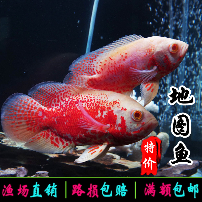 黑白地图鱼猪仔鱼鹦鹉鱼招财银龙鱼中大型淡水宠物热带观赏鱼活体