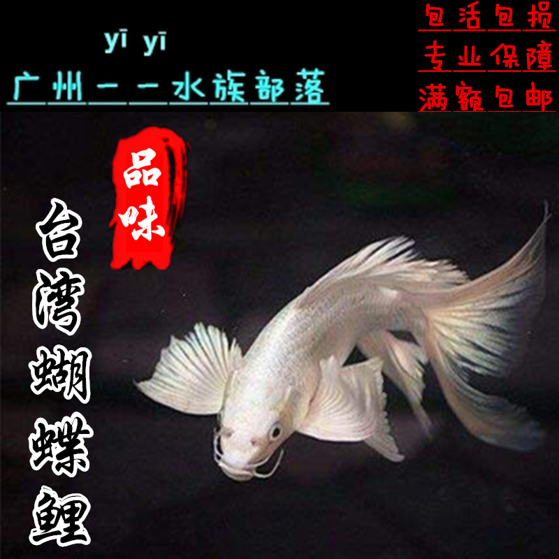 台湾蝴蝶鲤苗短身球体纯种石膏白大鳍大尾冷水鱼锦鲤