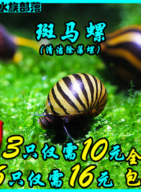 除藻螺斑马螺清洁螺工具螺