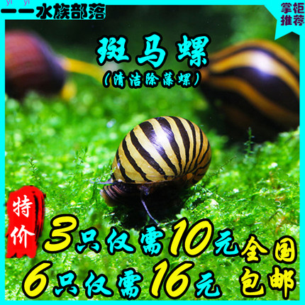 观赏螺苹果神秘黄金斑马马来活体螺黑金刚斑马螺清洁除藻工具螺