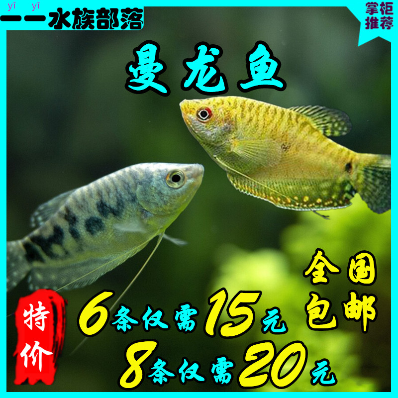 曼龙鱼热带观赏鱼黄曼龙蓝曼龙五彩血珍珠马甲球活体小型淡水鱼