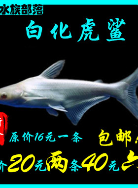热带淡水鲨蓝鲨白化鲨虎鲨