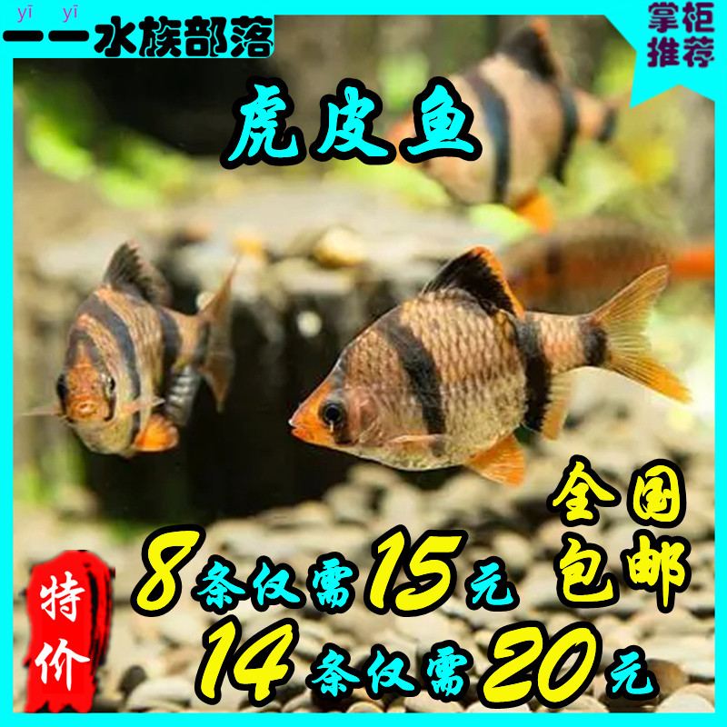 虎皮鱼活体鱼热带鱼小型淡水宠物鱼四间雀生观赏鱼四间鱼绿虎皮鱼