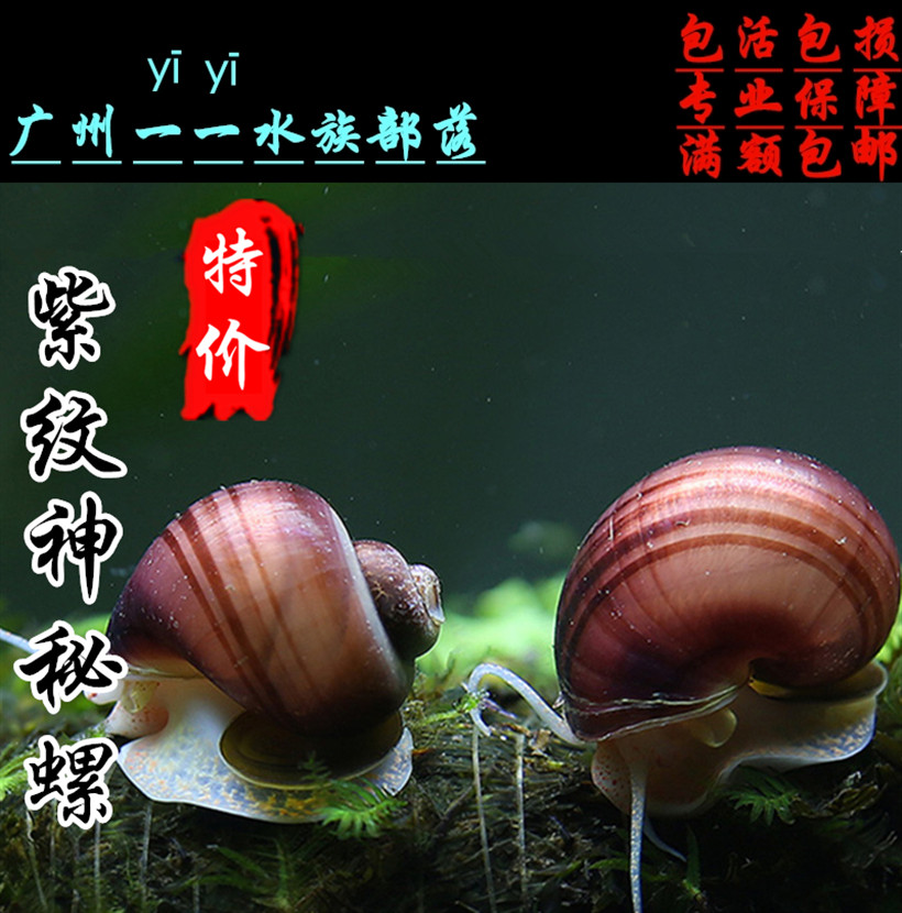 神秘螺观赏螺活体工具螺除藻螺苹果螺紫纹螺斑马螺螺丝蜗牛宠物螺