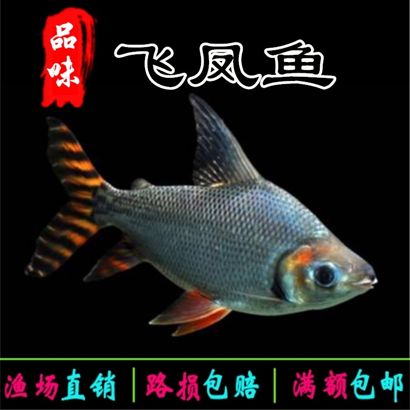 群游鱼活体鱼双线鲫热带鱼