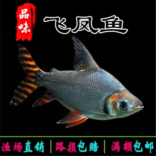 飞凤鱼活体直纹飞凤金凤银凤龙鱼配鱼热带观赏鱼吃垃圾鱼泰国鲫