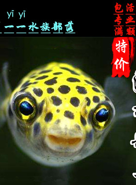 河豚活体狗头鱼巧克力娃娃