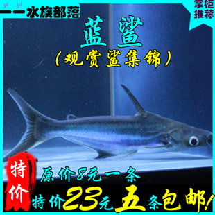 热带鱼观赏鱼大型鱼淡水鱼水族宠物鱼白化蓝鲨活体鱼鲨鱼白化鲨鱼