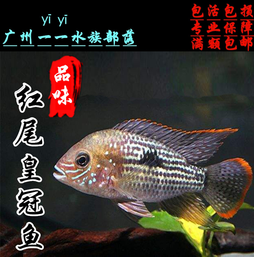 皇冠鱼热带观赏 鱼玉面皇冠慈鲷鱼 水族鱼缸宠物 淡水鱼活体新品