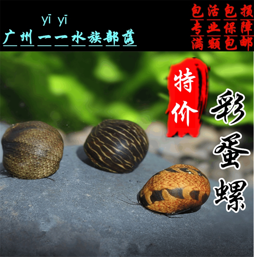 苹果螺斑马螺观赏螺除藻螺彩蛋鲍鱼螺鱼缸宠物活体工具螺黑金刚螺