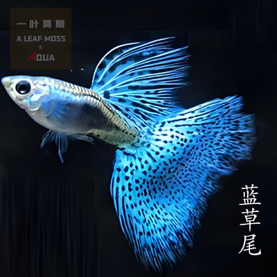 蓝草尾孔雀鱼活体鱼苗观赏鱼