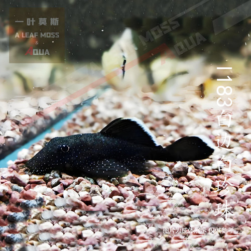 南美异形鱼L183白边白珍珠