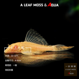 黄金红眼女王清道夫大帆女皇活体大型小型垃圾异型鱼缸热带观赏鱼