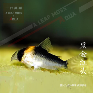 一叶莫斯黑金红头鼠鱼热带淡水鱼活体鱼苗观赏鱼容易喂养混养草缸