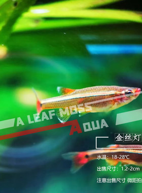 冷水鱼金丝灯瑰丽金丝灯鱼小型鱼