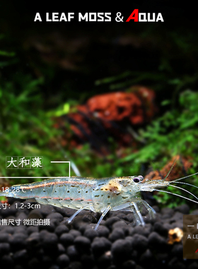 台湾大和藻虾大河藻虾珍珠虾大和沼虾观赏虾除藻虾工具虾除藻高手