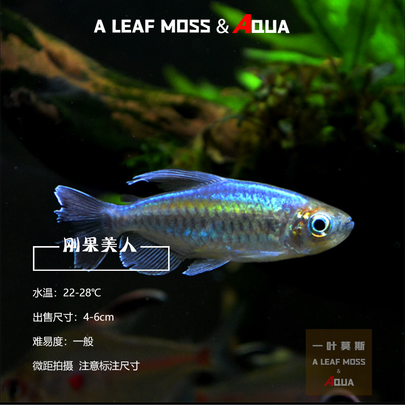 刚果美人鱼刚果扯旗刚果电光霓虹灯鱼观赏鱼宝莲灯混养淡水热带鱼