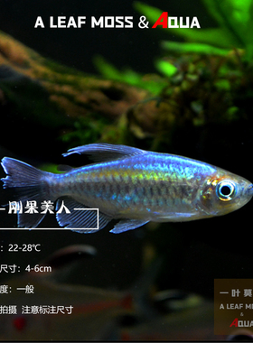 刚果美人鱼刚果扯旗刚果电光霓虹灯鱼观赏鱼宝莲灯混养淡水热带鱼