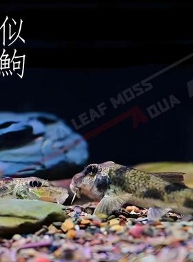 似鮈鱼原生冷水观赏鱼翻砂工具鱼不用加温推土机除藻吃鱼便活体鱼