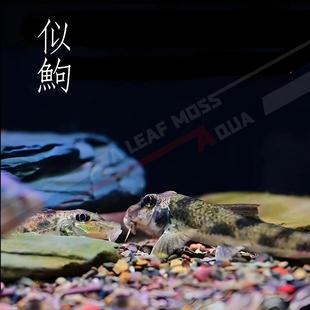 似鮈鱼原生冷水观赏鱼翻砂工具鱼不用加温推土机除藻吃鱼便活体鱼