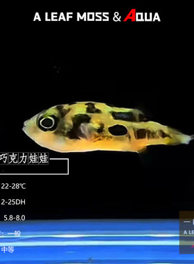 巧克力除杂螺娃娃观赏鱼迷你河豚