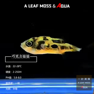 娃娃巧克力除杂螺鱼缸小虫巧克力娃娃鱼迷你河豚鱼热带气鼓鱼吃螺