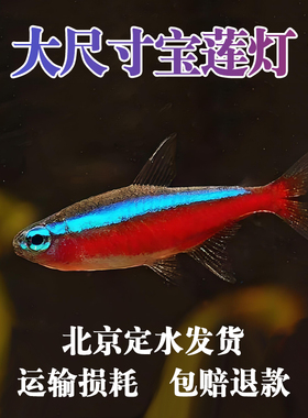 纯种宝莲灯活体热带鱼观赏鱼群游巴西宝莲灯科鱼小型鱼苗宠物淡水