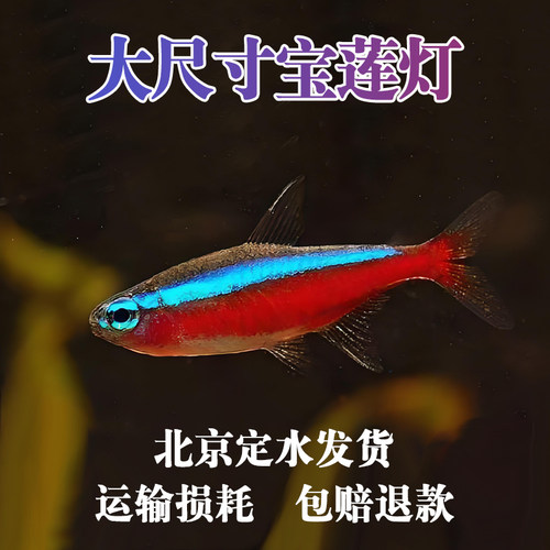 灯科鱼群游纯种巴西宝莲灯热带鱼
