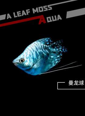蓝曼龙黄金马甲球鱼热带观赏鱼