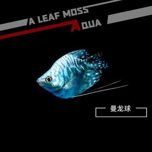 蓝曼龙球鱼热带淡水观赏鱼丝足黄曼龙鱼五彩黄金马甲球鱼小型活体