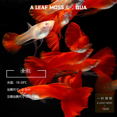 血红全红孔雀鱼缎带孔雀鱼