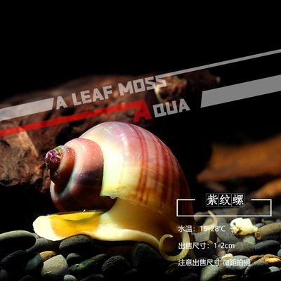 紫纹螺紫衣螺除藻工具螺观赏鱼