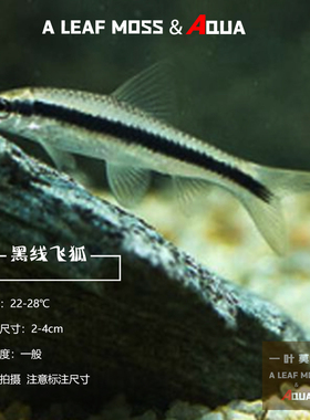 黑线飞狐水草缸除黑毛丝毛藻强力除藻王工具鱼一线飞狐小精灵活体