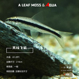 黑线飞狐水草缸除黑毛丝毛藻强力除藻王工具鱼一线飞狐小精灵活体