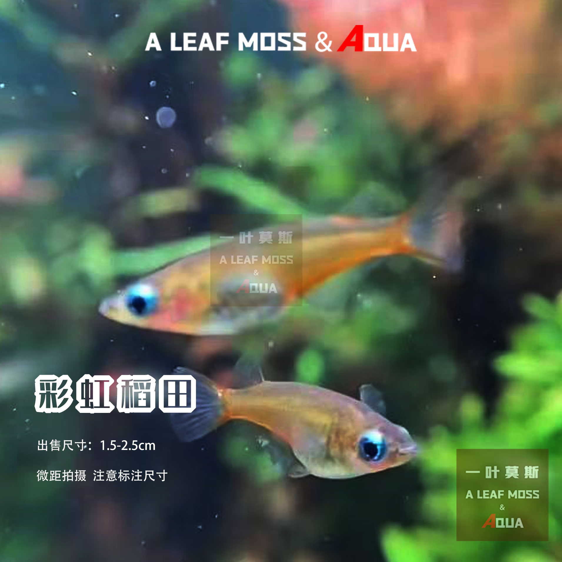 七彩稻田鳉鱼小型热带观赏淡水鱼草缸小型灯科鱼彩虹稻田苏拉威西