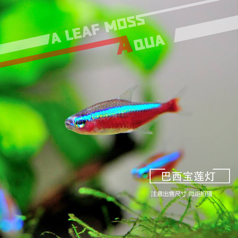 宝莲灯鱼小型观赏鱼巴西