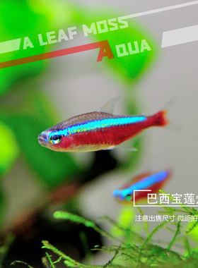 一叶莫斯印尼宝莲灯小型热带观赏鱼野宝巴西宝莲灯绿莲灯红绿灯群