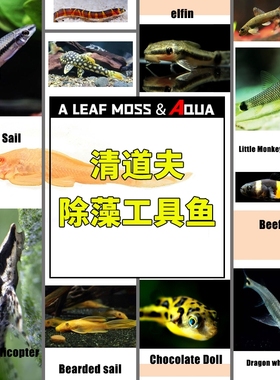 除藻工具鱼黑线飞狐小精灵小猴胡子金苔鼠褐除杂螺巧克力翻砂工具