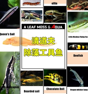 除藻工具鱼黑线飞狐小精灵小猴胡子金苔鼠褐除杂螺巧克力翻砂工具