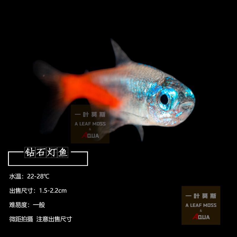 草缸小型淡水宠物鱼红绿灯钻石灯