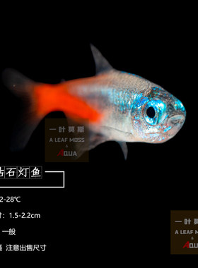 草缸小型淡水宠物鱼红绿灯钻石灯