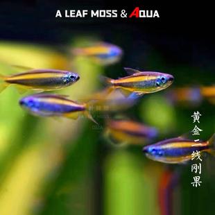 黄金二线刚果灯鱼活体小型观赏鱼草缸混养高端热带观赏鱼群游活体