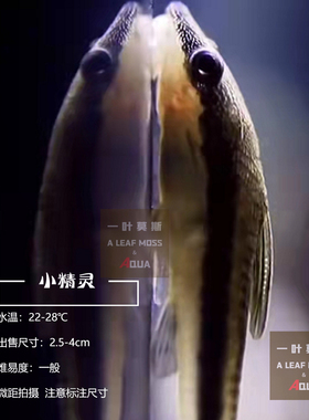 南美小精灵鱼活体除藻鱼吃黑藻吃丝藻嫩芽绿藻菌膜高手草缸工具鱼