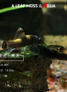 熊猫墨头热带鱼除藻工具鱼