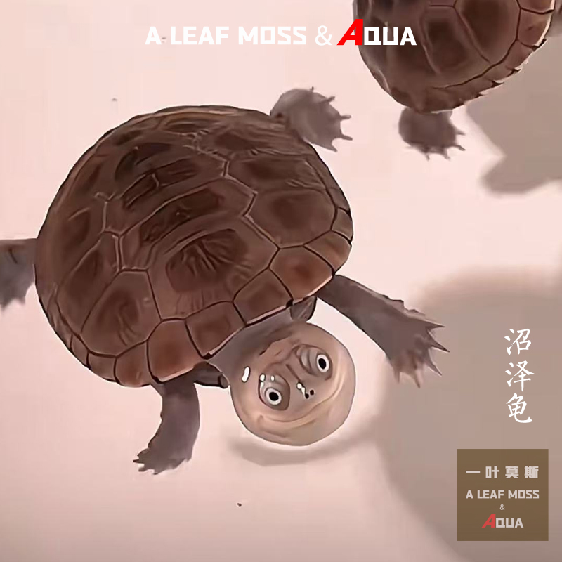 网红微笑龟沼泽猪龟苗活体
