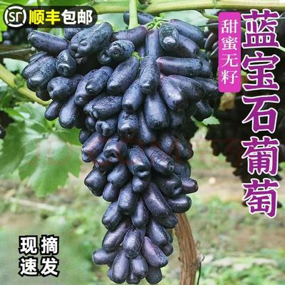 新鲜采摘顺丰金手指蓝宝石脆甜