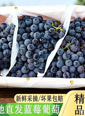 产地直发蓝莓葡萄当季现摘无核黑提子多汁夏黑水果冰糖脆脆甜新鲜