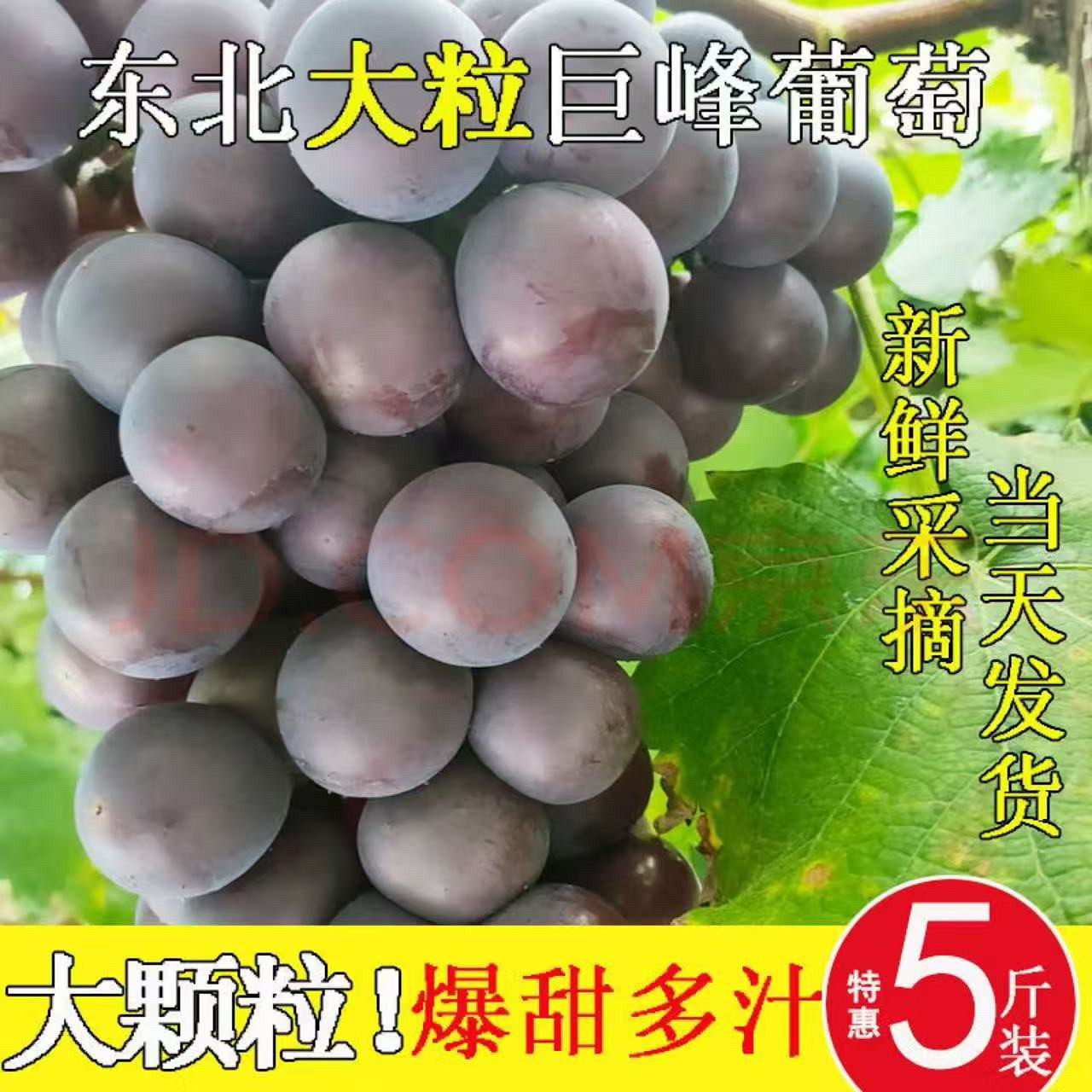 现摘辽宁峰葡萄东北巨峰新鲜水果5斤整箱当季新鲜串装发货顺包邮