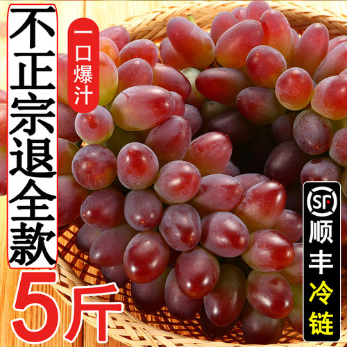 无籽葡萄现摘现发茉莉午葡萄